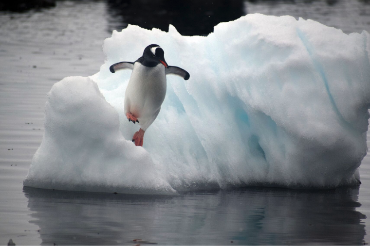 A Gentoo penguin leaps off an ice flow into Mikkelsen Harbor, Antarctic Peninsula