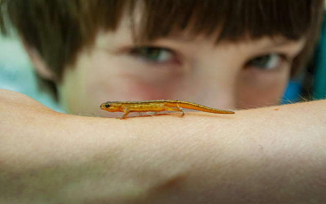 Boy with a salamander on his arm
