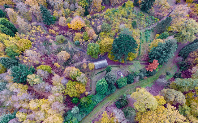 Aerial shot of rare trees at Oxford University's Arboretum