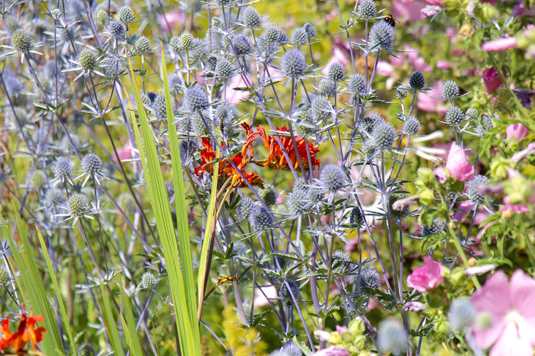 Wild nature flowers at the Botanic Gardens