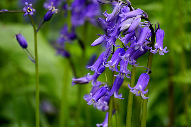 Close detail of a bluebell flower