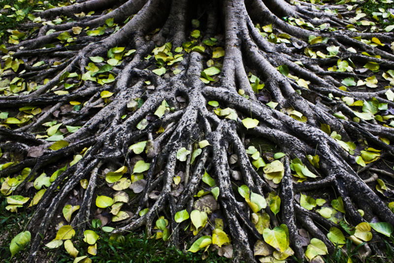 Tree roots with green leaves scattered on top of them