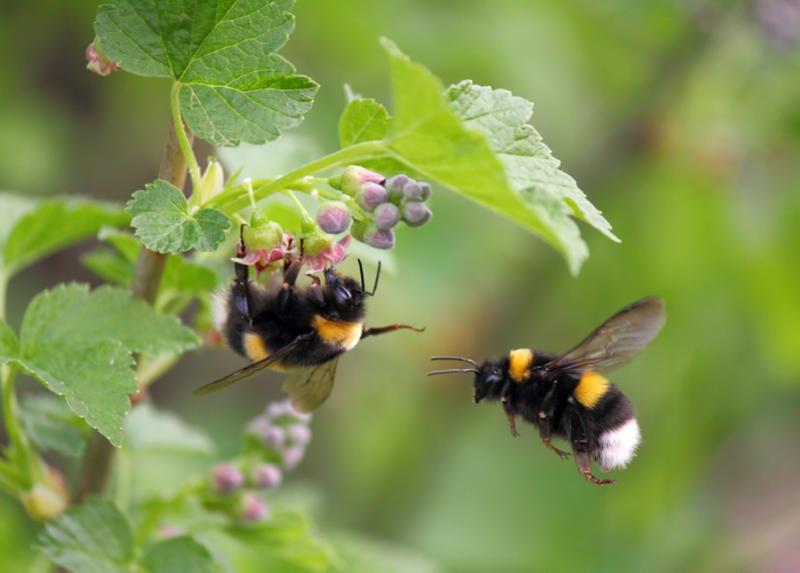 Two bumblebees