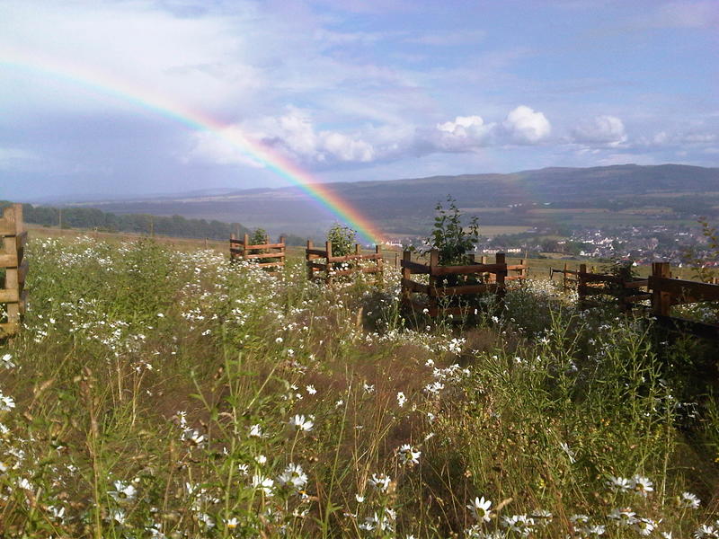 A close up of a wild flower meadow, with a rainbow in the sky above it