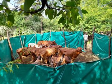 A mobile boma showing cattle inside