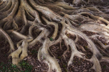 Tangled tree roots