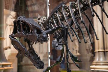 The dinosaur Eustreptospondylus, in its new display at the Oxford Museum of Natural History