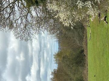 Spring blossom in Shotover Park, April 2023