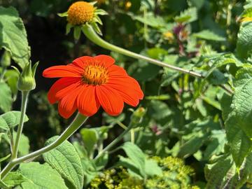 Tithonia