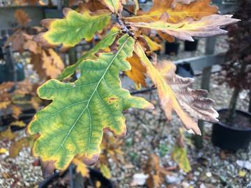 An oak tree sapling's leaves turning in the autumn of 2022